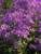 Phlox Paparazzi Jagger