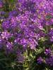 Phlox Paparazzi Jagger