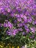 Phlox Paparazzi Jagger