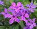 Phlox Paparazzi Jagger