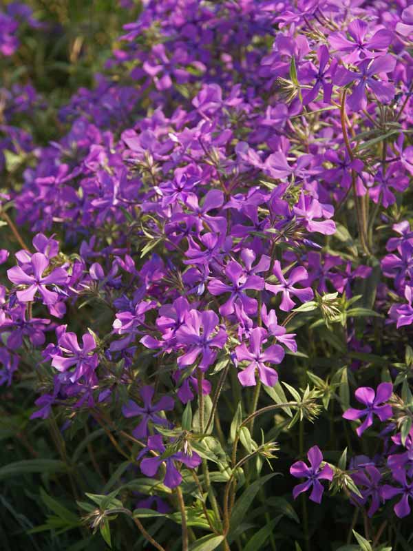PHJA_0_Phlox_Paparazzi_Jagger_