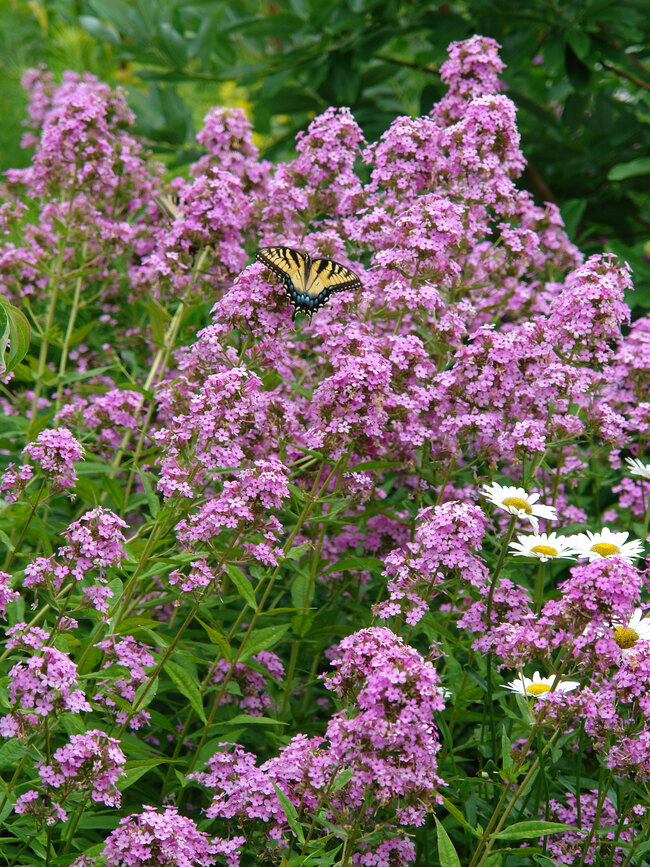 Phlox Jeana