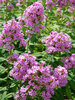 Phlox Jeana