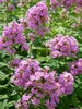 Phlox Jeana