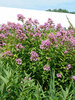 Phlox Jeana