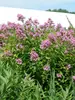 Phlox Jeana