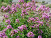 Phlox Jeana