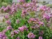 Phlox Jeana