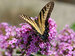 Phlox Jeana