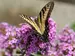 Phlox Jeana