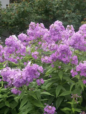 Link to Phlox Katherine