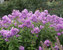 Phlox Katherine