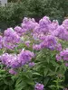 Phlox Katherine