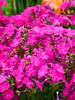 Phlox Kung Fuchsia