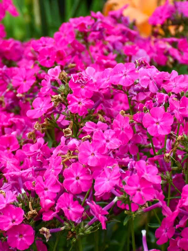 ピンク・フロイト・ワルプルギス Phlox Kung Fuchsia | Bluestone Perennials