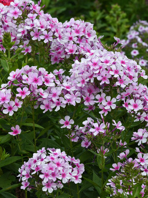 Phlox Ka-Pow White Bicolor | Bluestone Perennials