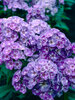 Phlox Laura