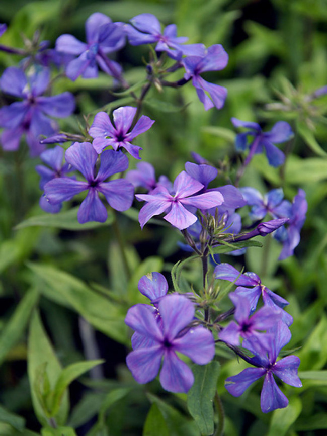 Phlox Louisiana Blue | Bluestone Perennials