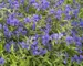 Phlox Louisiana-Blue