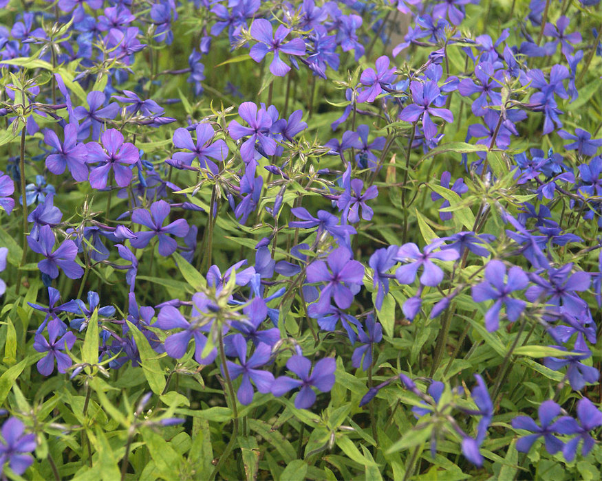 Louisiana Phlox