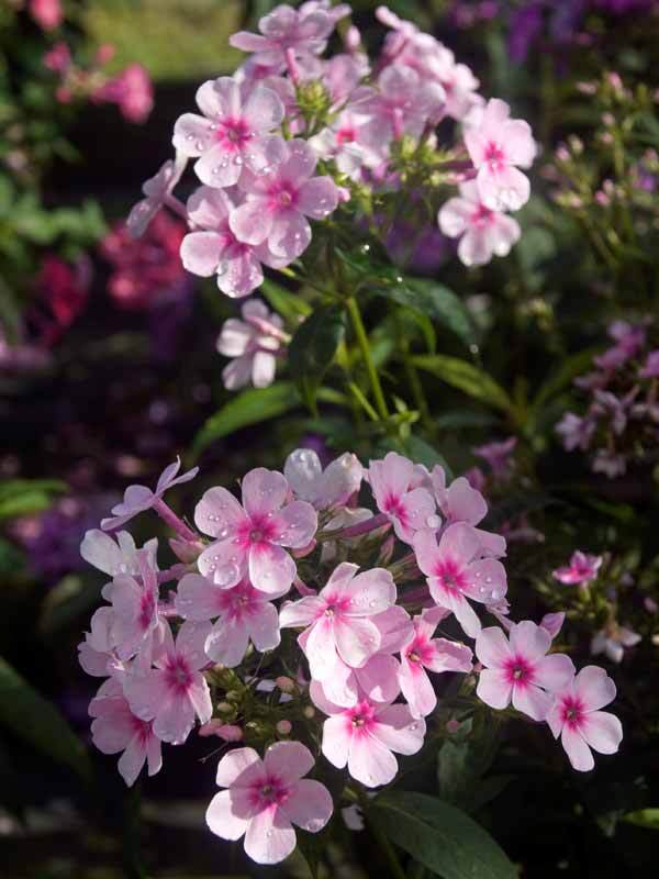 Phlox Early Light Pink