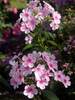 Phlox Early Light Pink