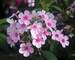 Phlox Early Light Pink
