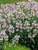 Physostegia Pink Manners