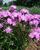 Phlox Morris-Berd
