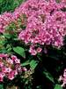 Phlox pan. Marilyn Catherine