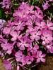 Phlox McDaniels Cushion