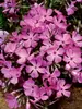 Phlox McDaniels Cushion