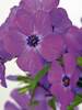 Phlox Paparazzi Miley