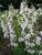 Phlox Miss-Lingard