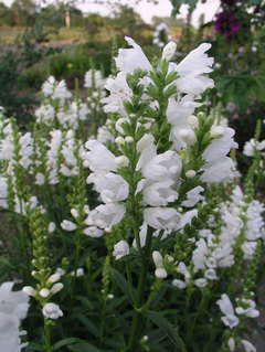 Physostegia
