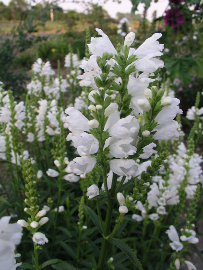 Physostegia Miss Manners