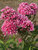 Phlox Natural-Feelings