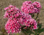 Phlox Natural-Feelings