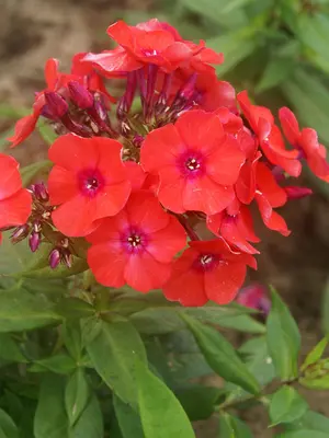 Link to Phlox Orange Perfection