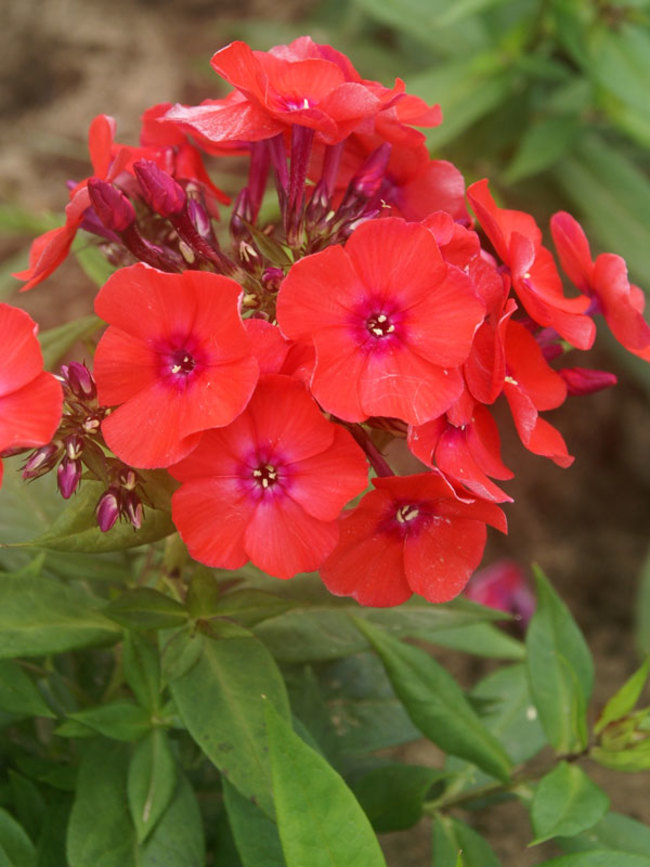 Phlox Orange-Perfection