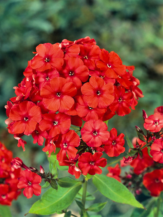 Phlox Orange Perfection -- Bluestone Perennials