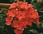 Phlox Orange-Perfection