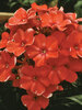 Phlox Orange-Perfection