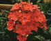 Phlox Orange-Perfection