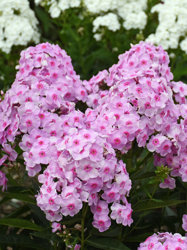 Phlox Opalescence  Bluestone Perennials