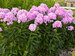 Phlox Opalescence