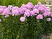 Phlox Opalescence