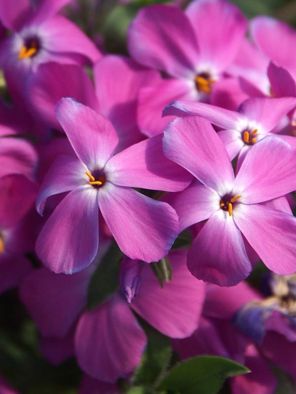Phlox Paparazzi Britney | Bluestone Perennials