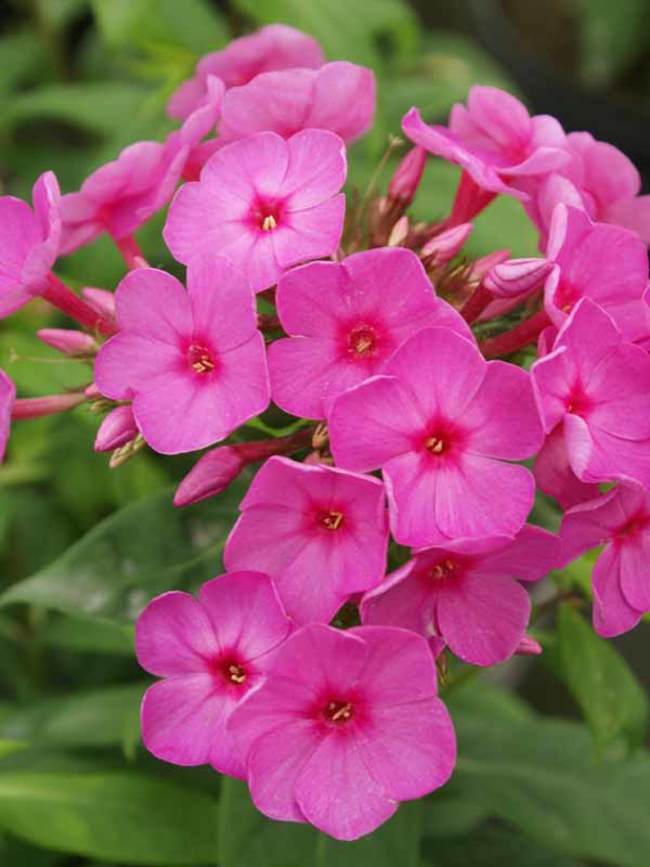 Phlox Flame Pink