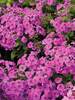 Phlox Flame Pink